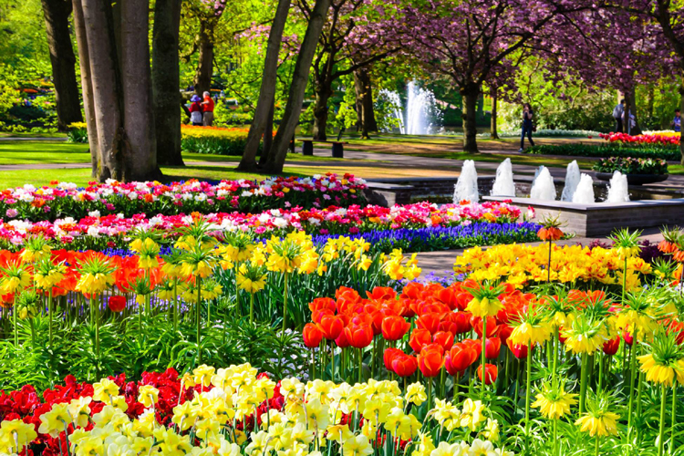 Keukenhof Tulip Gardens Flowers